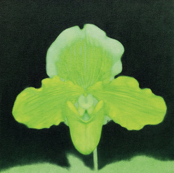 김대유 Kim Daeyou, artwork, 파피오페딜럼, 2026